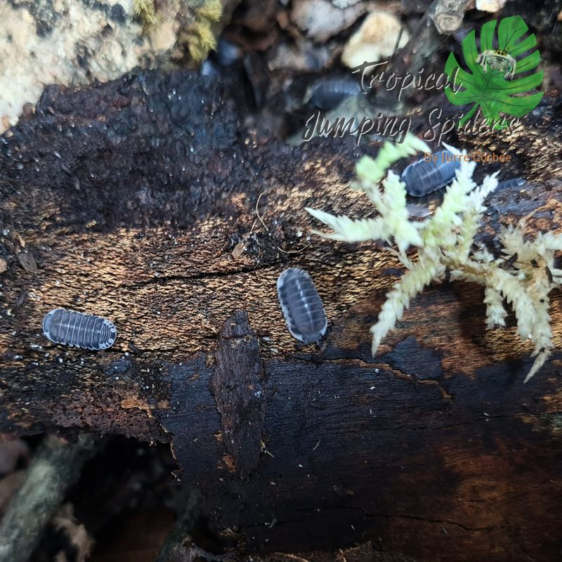 Cubaris sp 'white side'