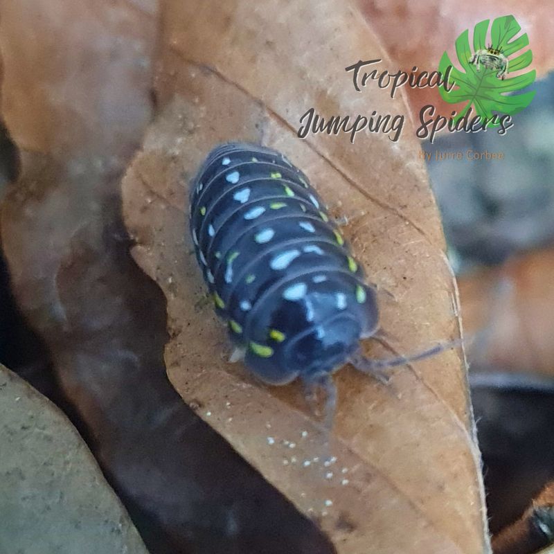 Armadillidium Frontetriangulum 'Corfu'