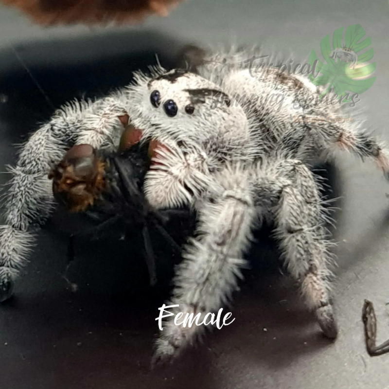 Phidippus Regius Apalachicola
