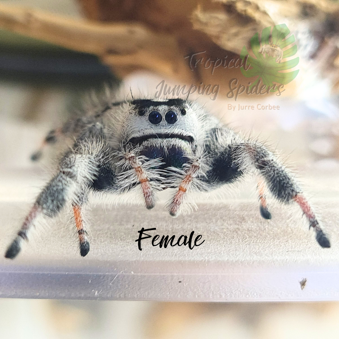 Phidippus Regius Bahamas "White"