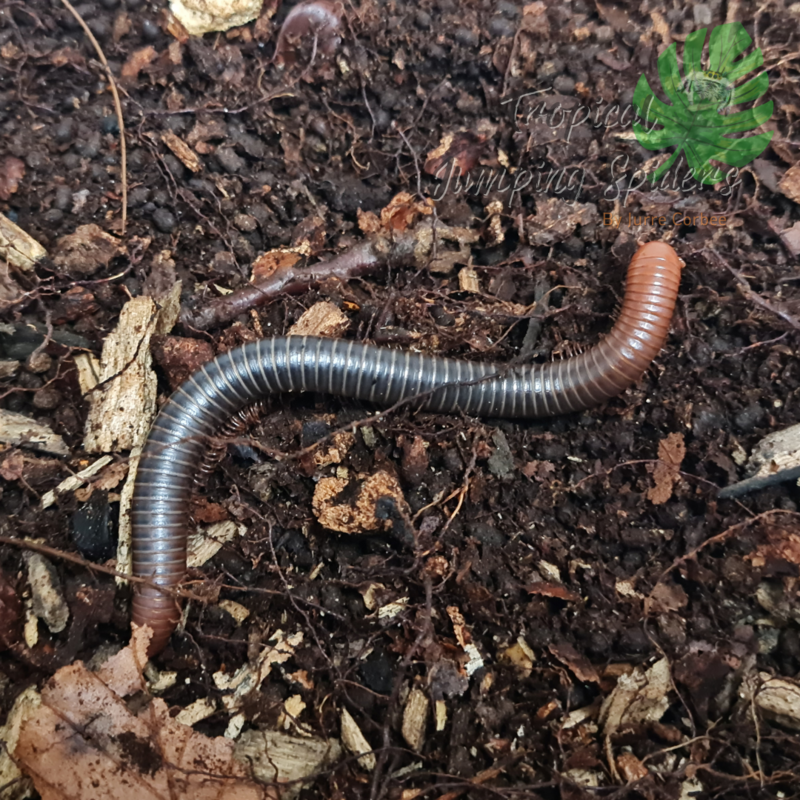 Spirostreptus Servatius