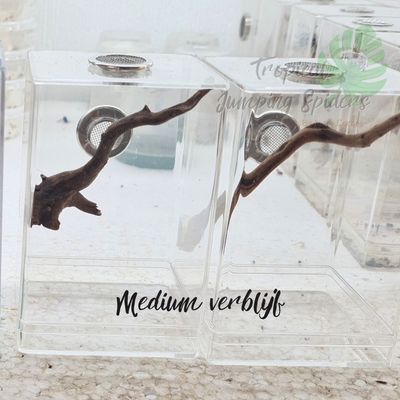 Springspinnen Verblijf Medium