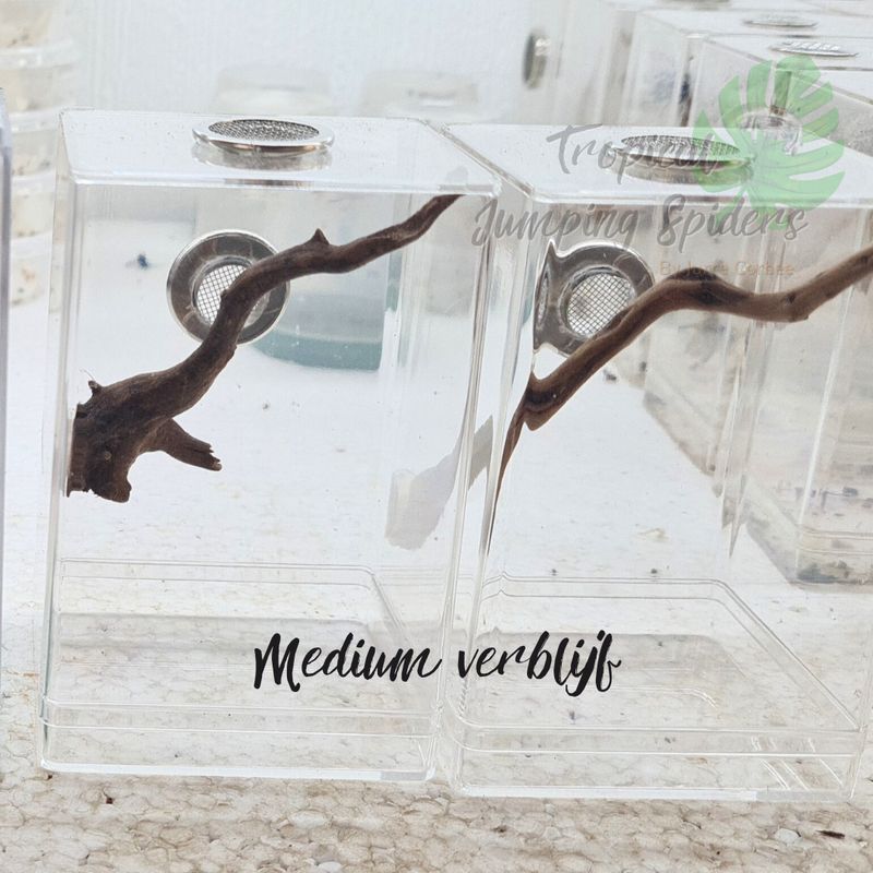 Springspinnen Verblijf Medium