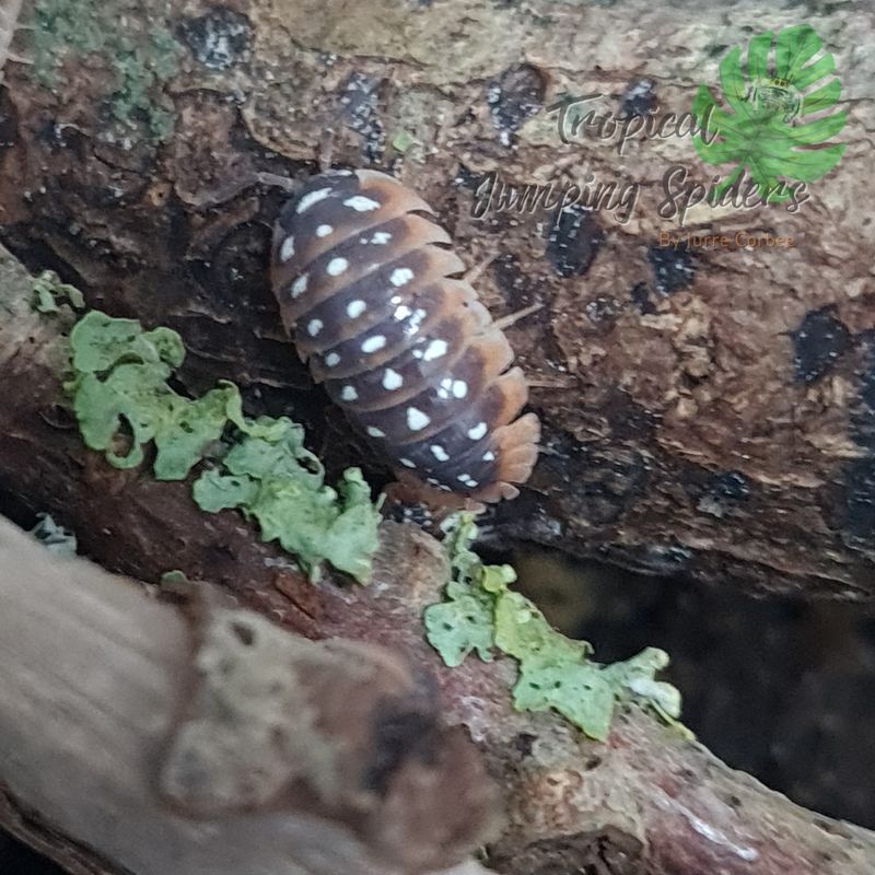 Armadillidium Klugii 'Split'