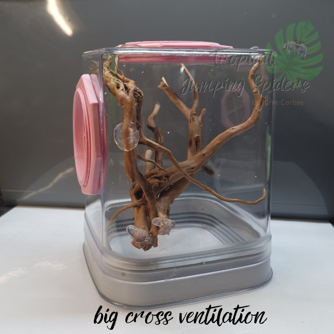 Springspinnen Verblijf Groot en Extra Groot.