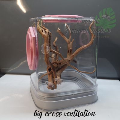 Springspinnen Verblijf Groot en Extra Groot.