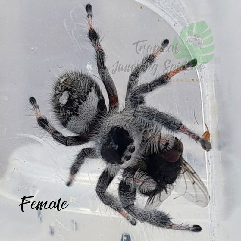 Phidippus Regius Rastafari