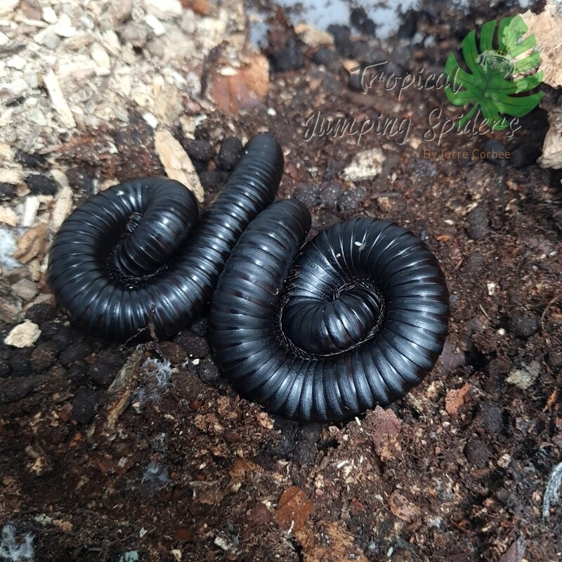 Spiropoeus Fisheri