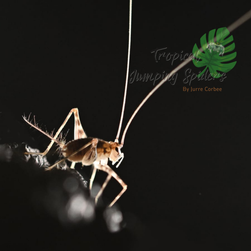 Phaeophilacris Breboides