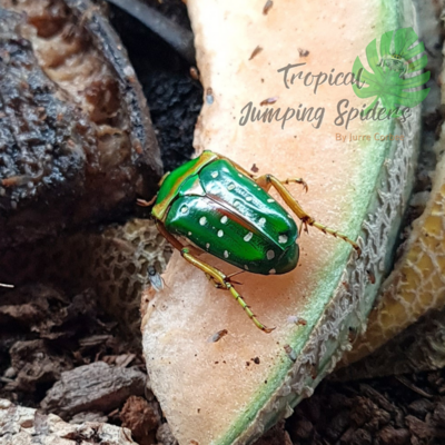 Stephanorrhina Guttata Larvae