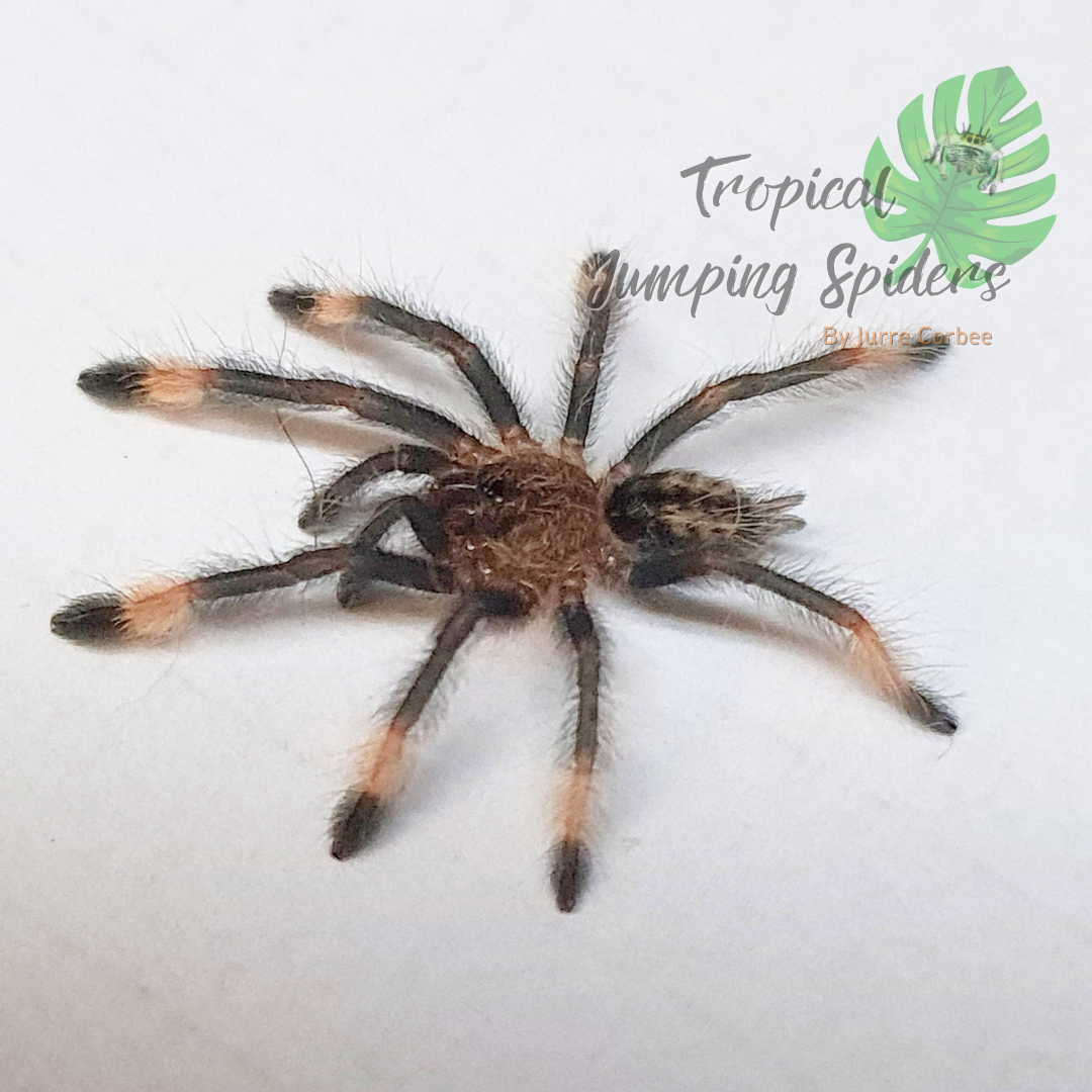 Psalmopoeus cambridgei