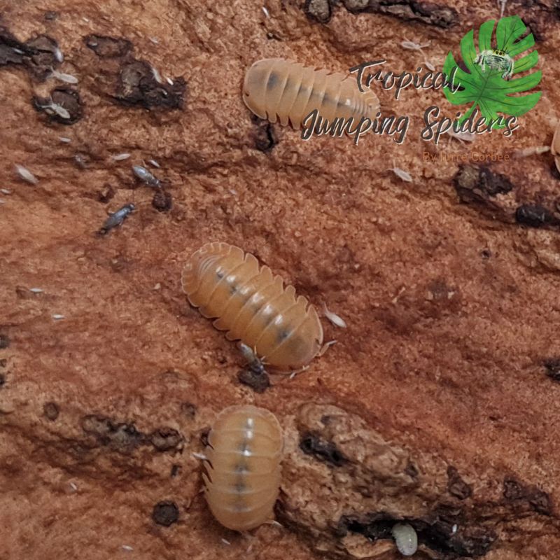 Cubaris murina 'Mandarin'