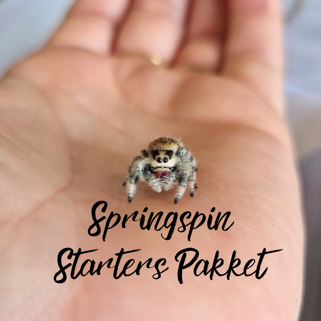 Springspin Starterspakket 7 en 8 delig