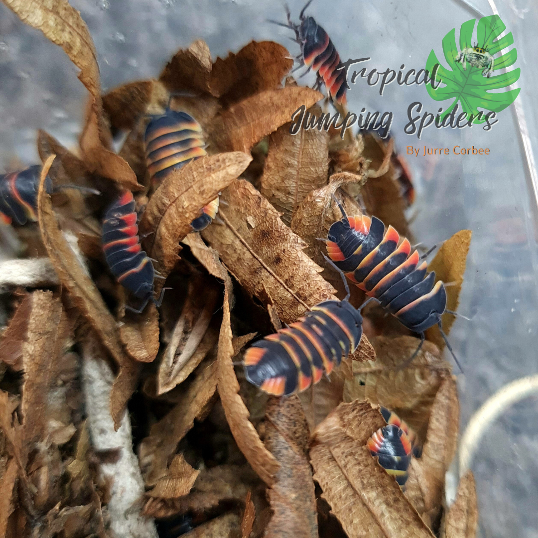 Ardentiella sp 'Ember Bee'