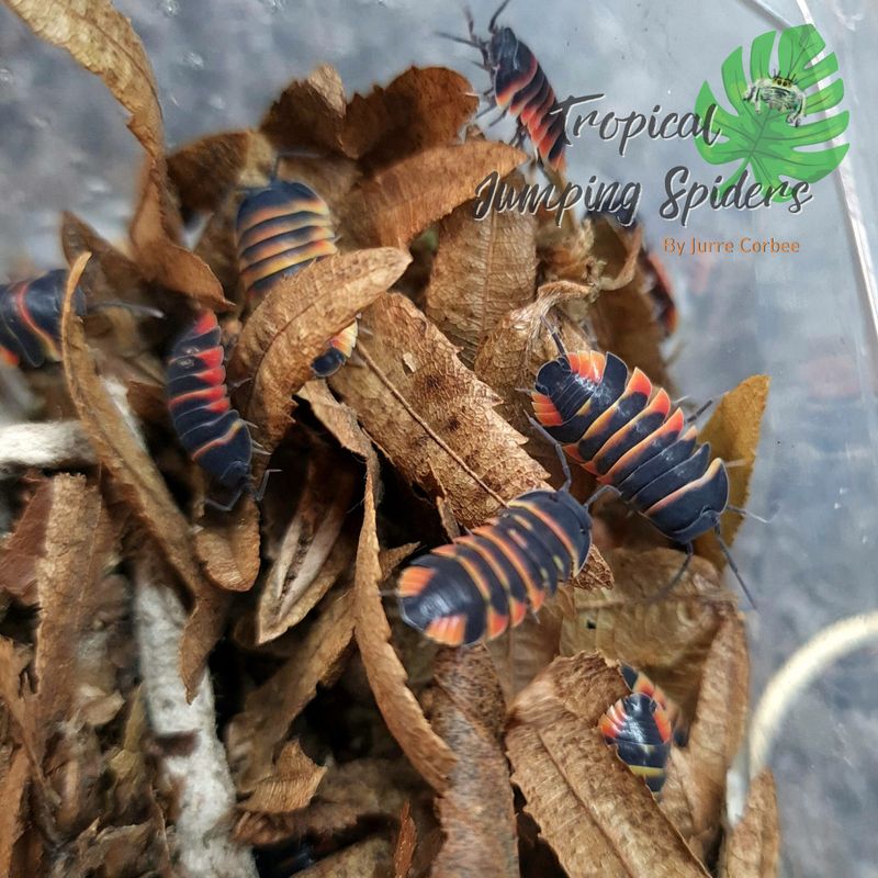 Ardentiella sp 'Ember Bee'