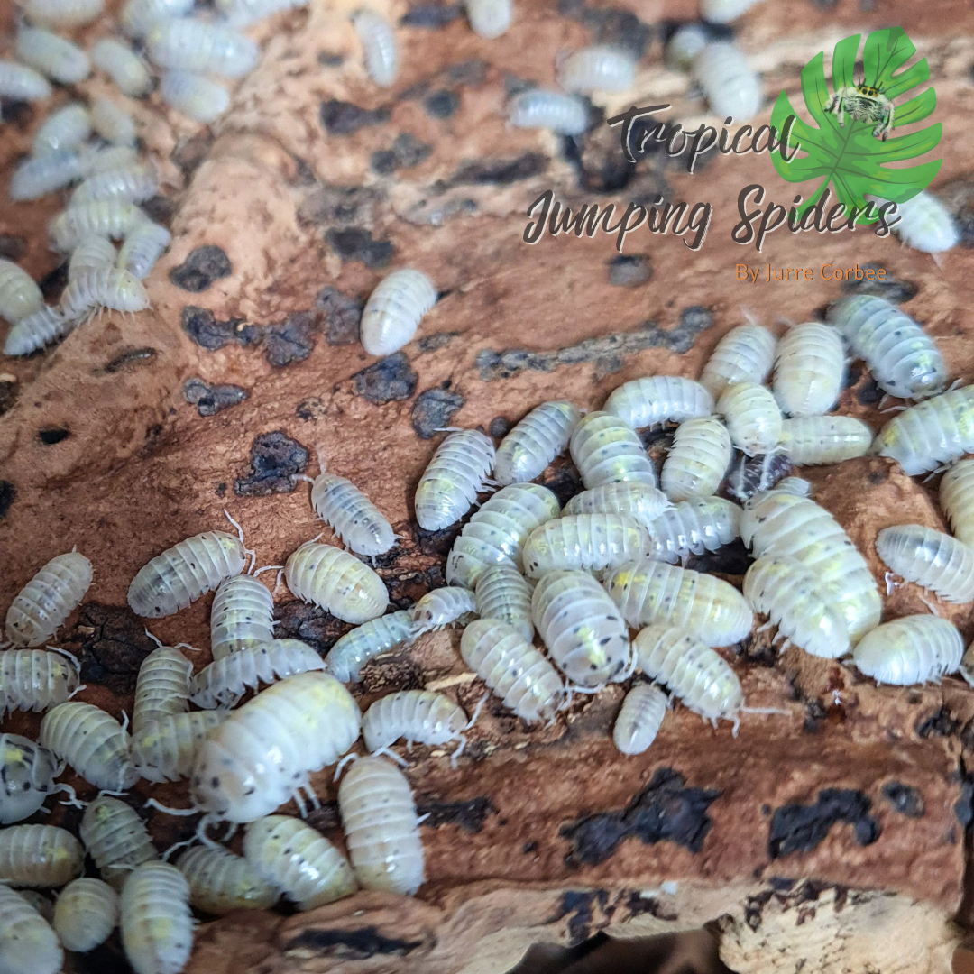 Armadillidium Vulgare 'magic potion'