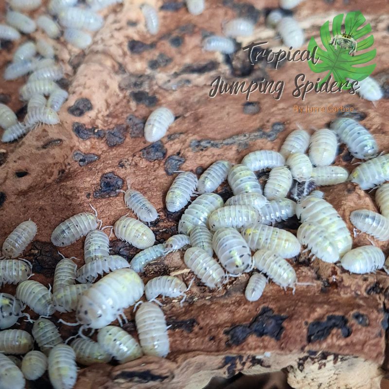 Armadillidium Vulgare 'magic potion'