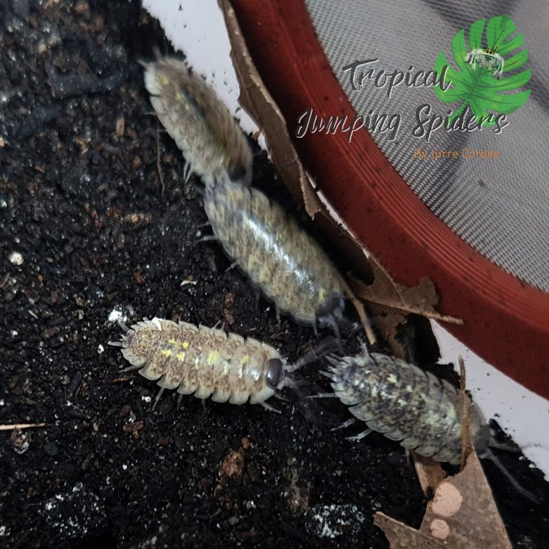Porcellio Spinipennis "Canton de Grasse"