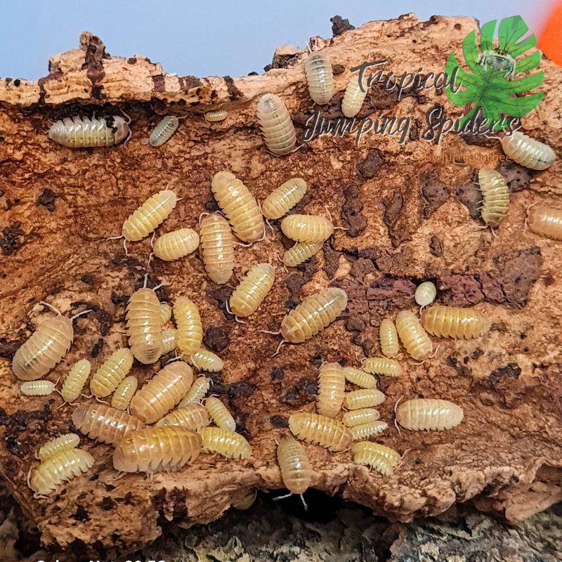 Armadillidium vulgare 'Gold'