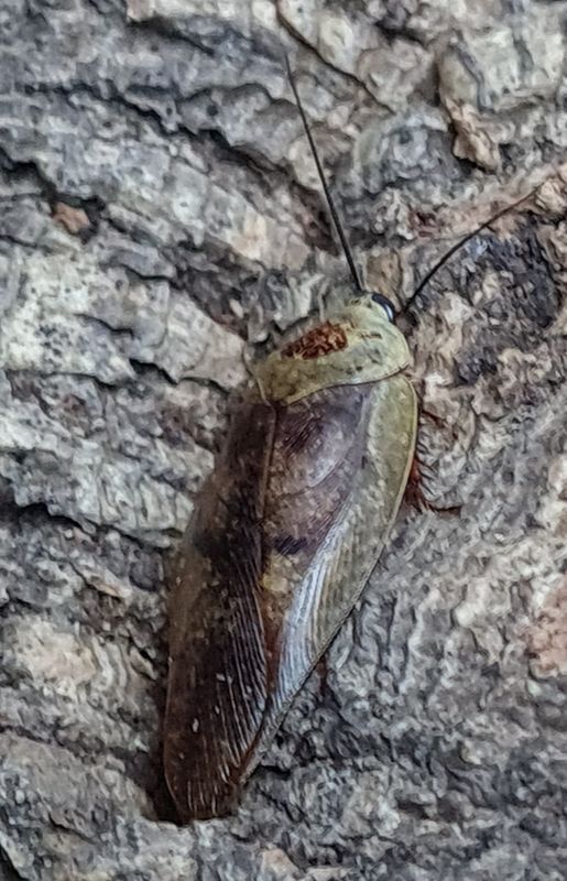 Gyna Lurida