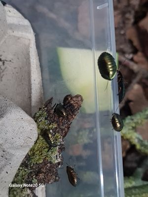 Phseudoglomeris magnifica / Emerald roaches