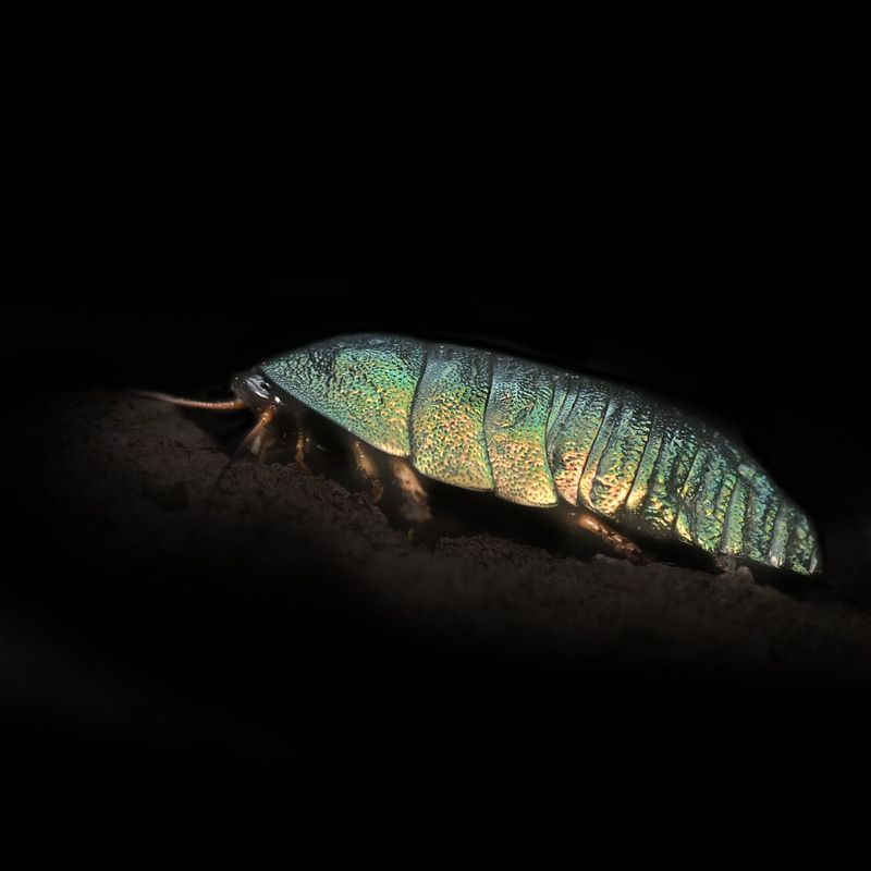 Phseudoglomeris magnifica / Emerald roaches