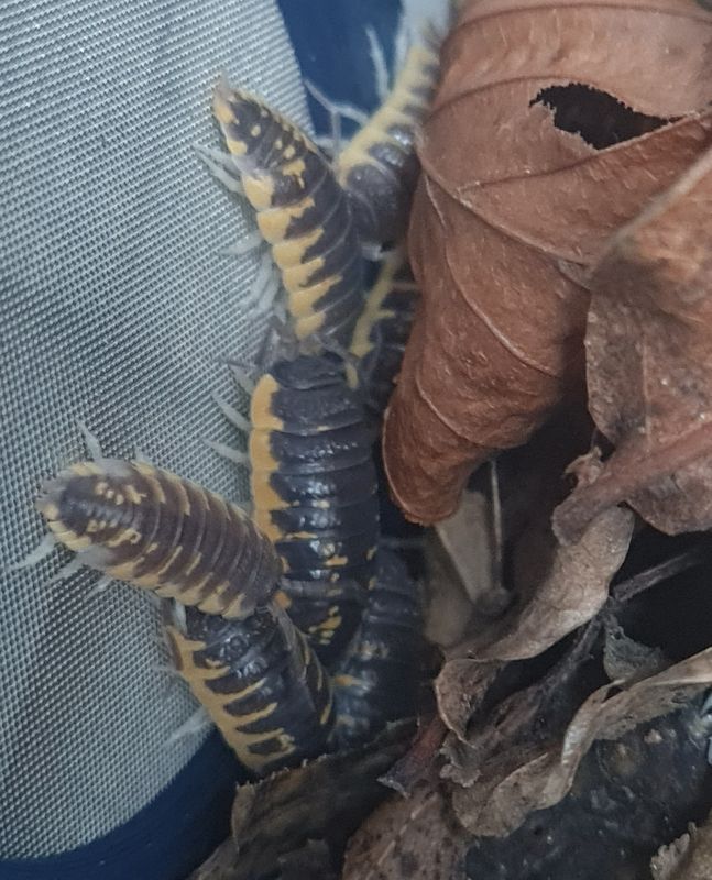 Porcellio ornatus 'Yellow '