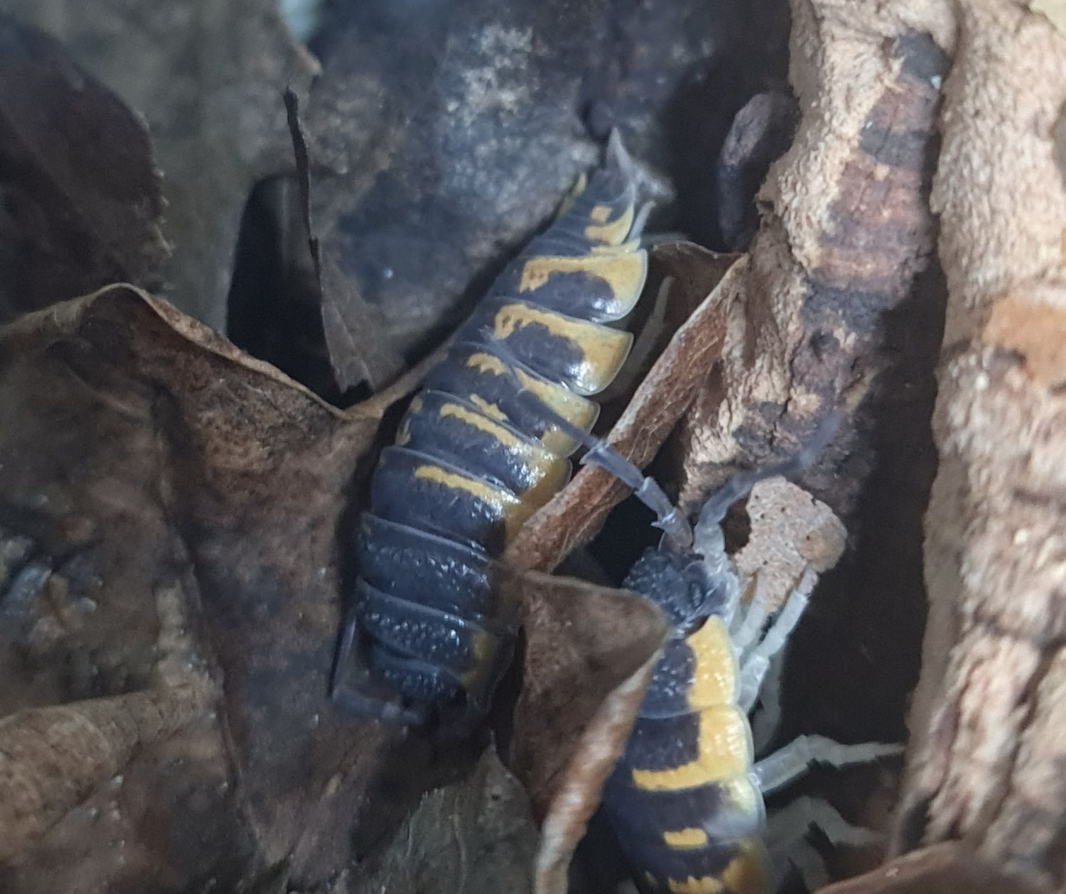 Porcellio ornatus 'Yellow '