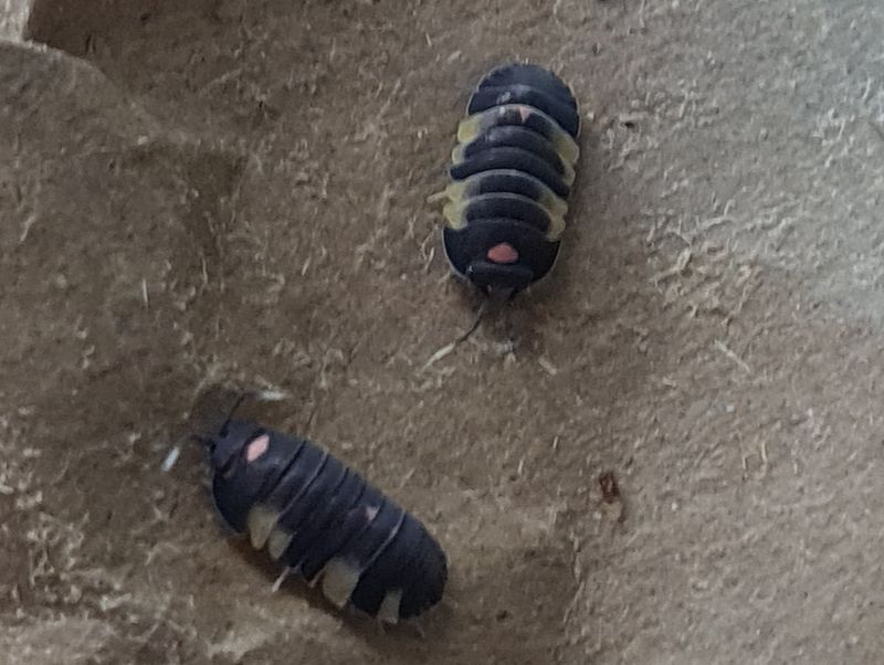 Ardentiella sp 'Pink Lambo'