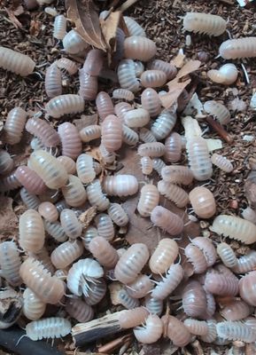 Armadillo officinalis 'Pink & White'