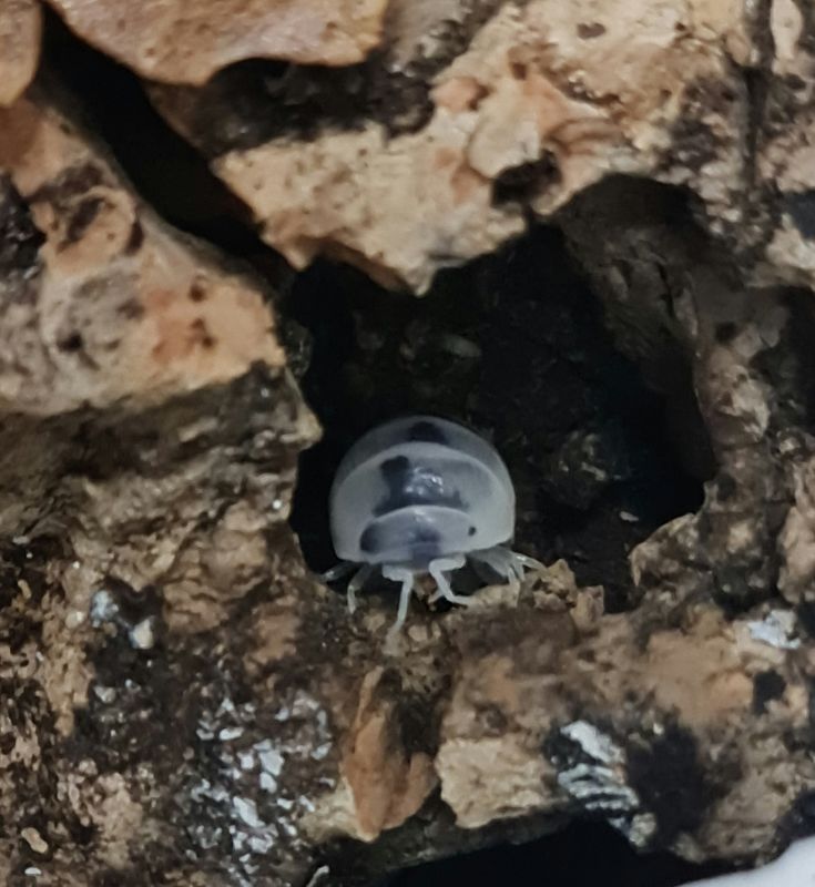 Armadillo officinalis 'tamarix'