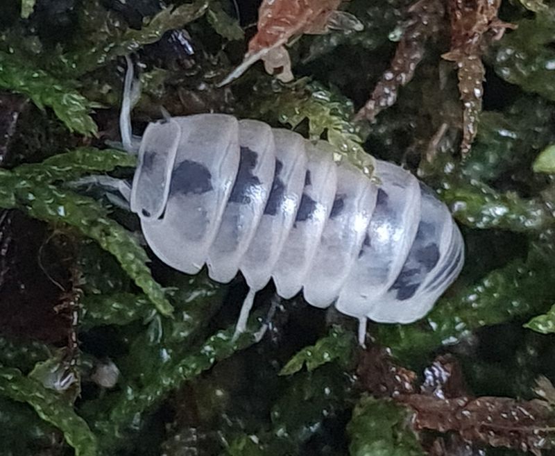 Armadillo officinalis 'tamarix'