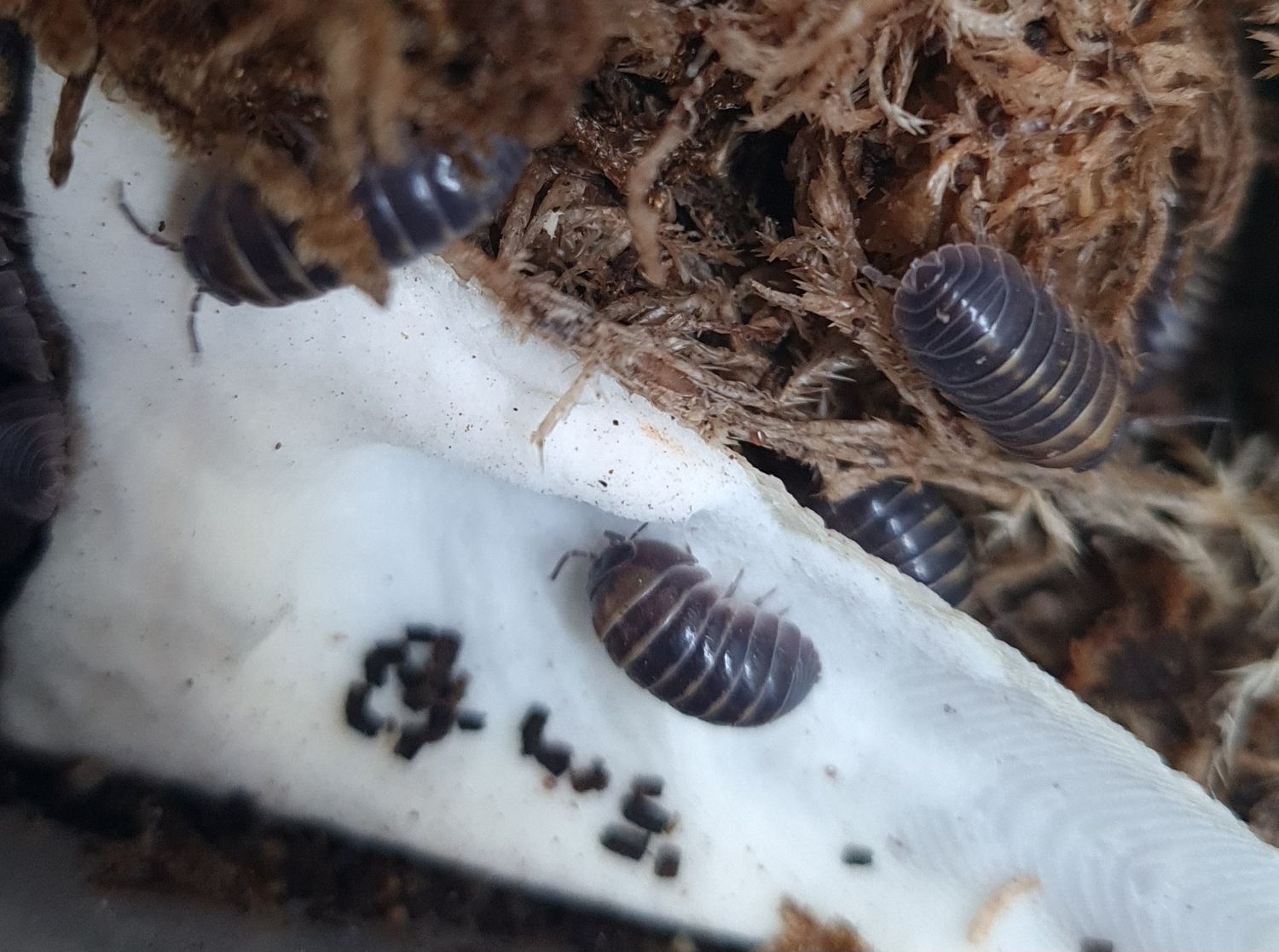 Armadillidium badium  "Casteldaccia"