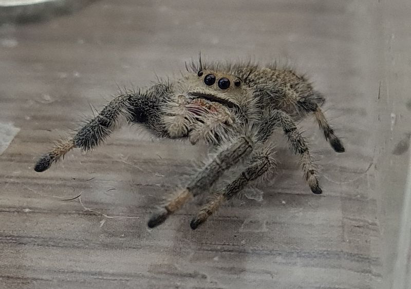 Phidippus regius Ocala
