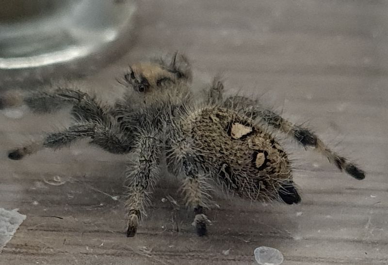 Phidippus regius Ocala