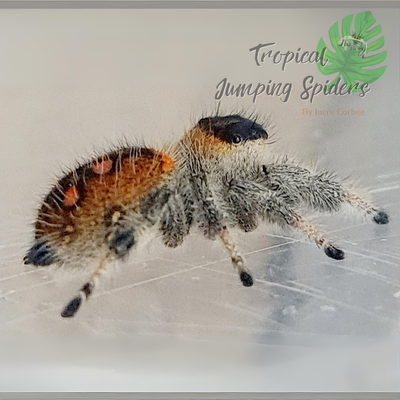Phidippus regius Isla Juventud