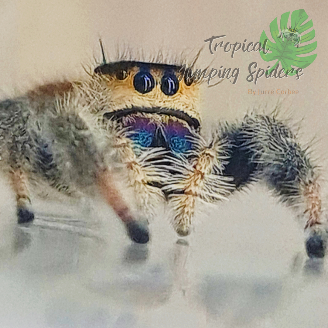 Phidippus regius Isla Juventud