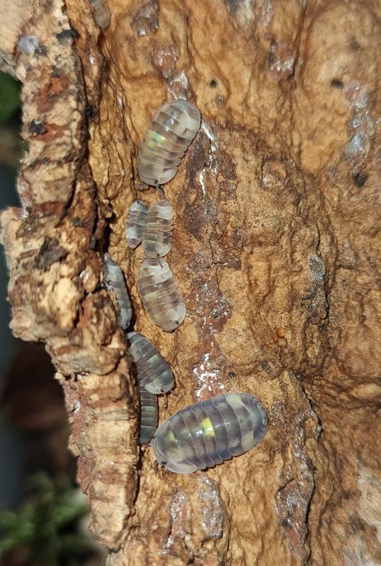 Cubaris sp 'Amber firefly bright'