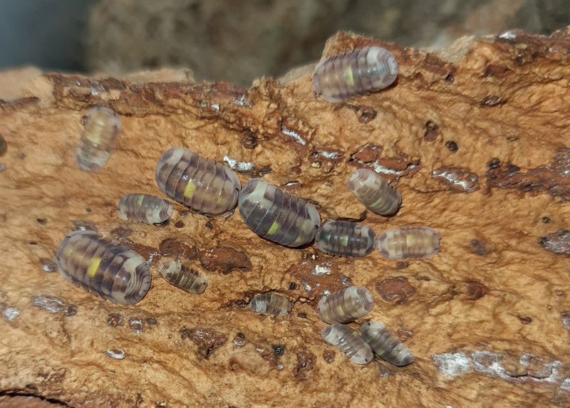 Cubaris sp 'Amber firefly bright'
