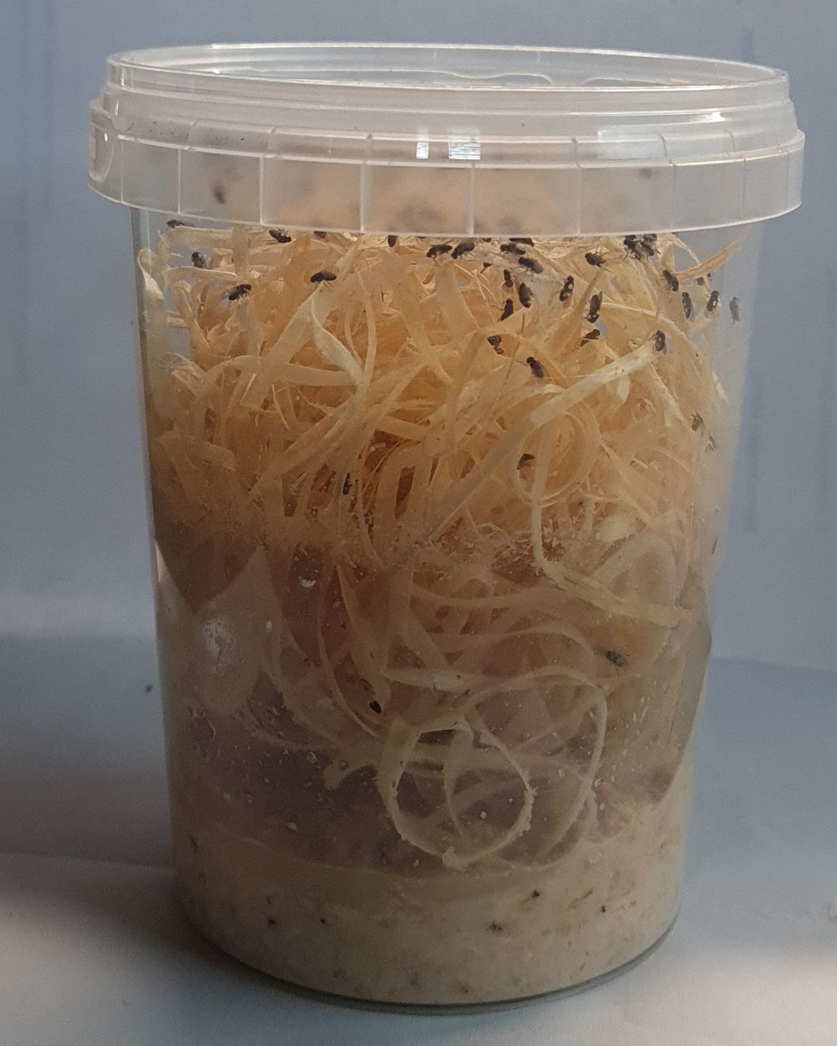 Fruitvliegen groot en klein