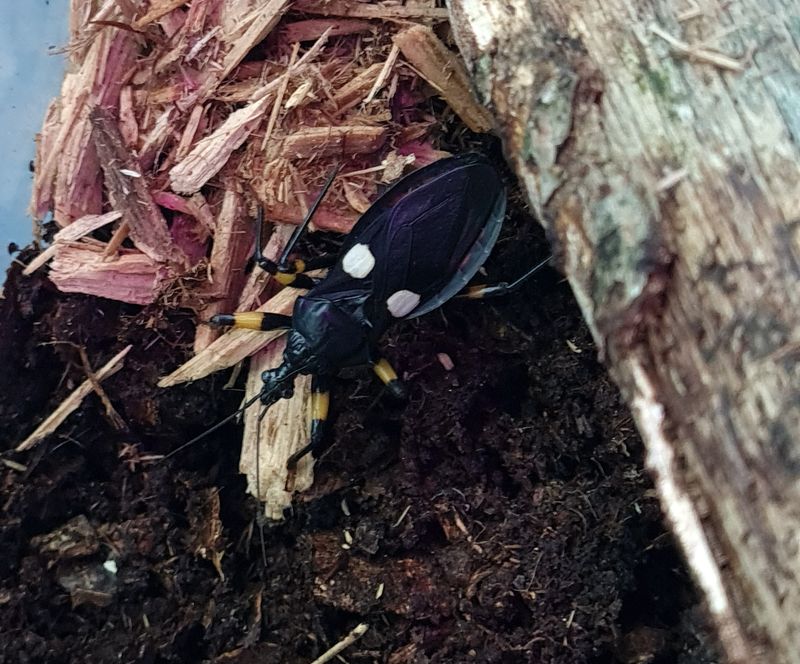 Platymeris biguttatus
