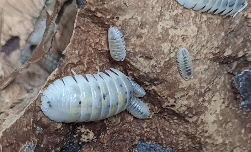 Armadillidium granulatum 'magic potion '