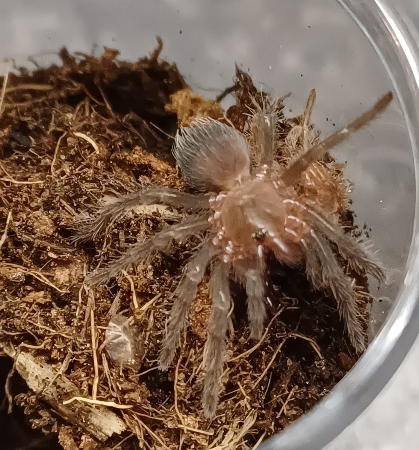 Tliltocatl albopilosus 'Nicaragua' (krulhaar)