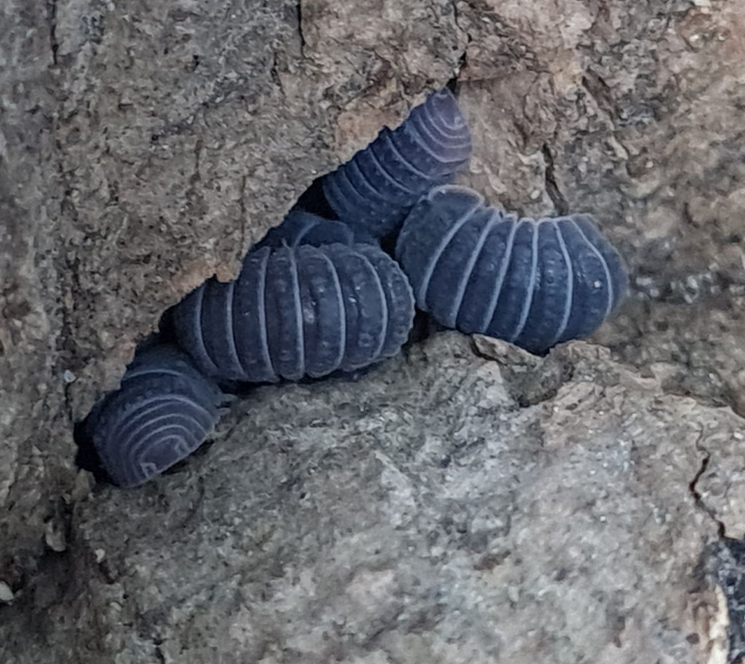 Armadillo tuberculatus