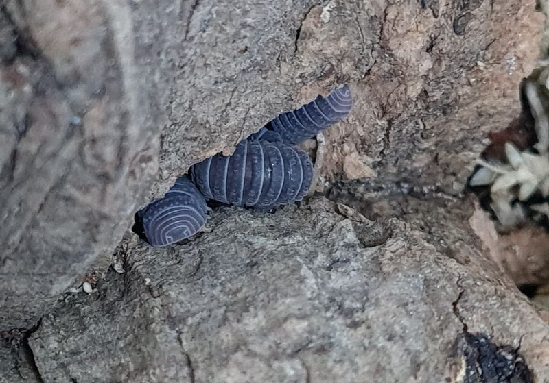 Armadillo tuberculatus