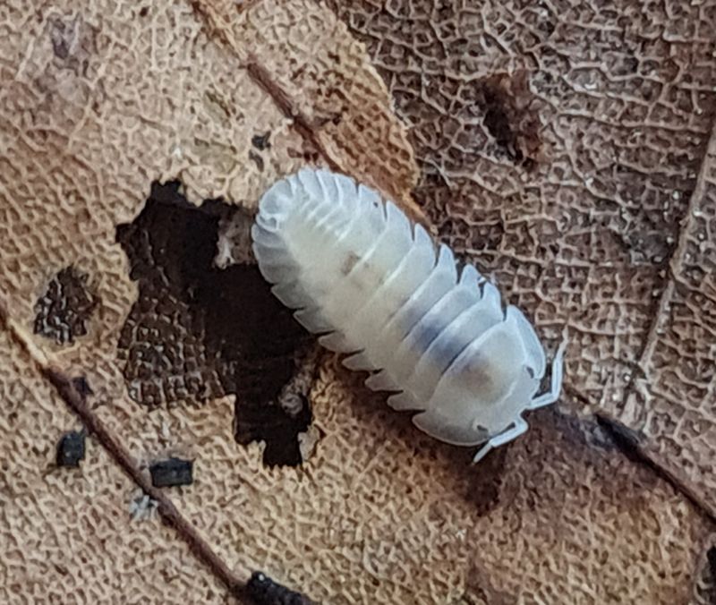 Cubaris sp Snow Queen