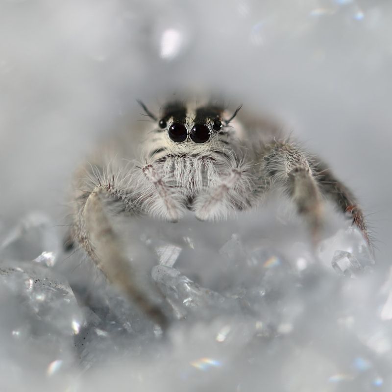 Hyllus diardi (F2)