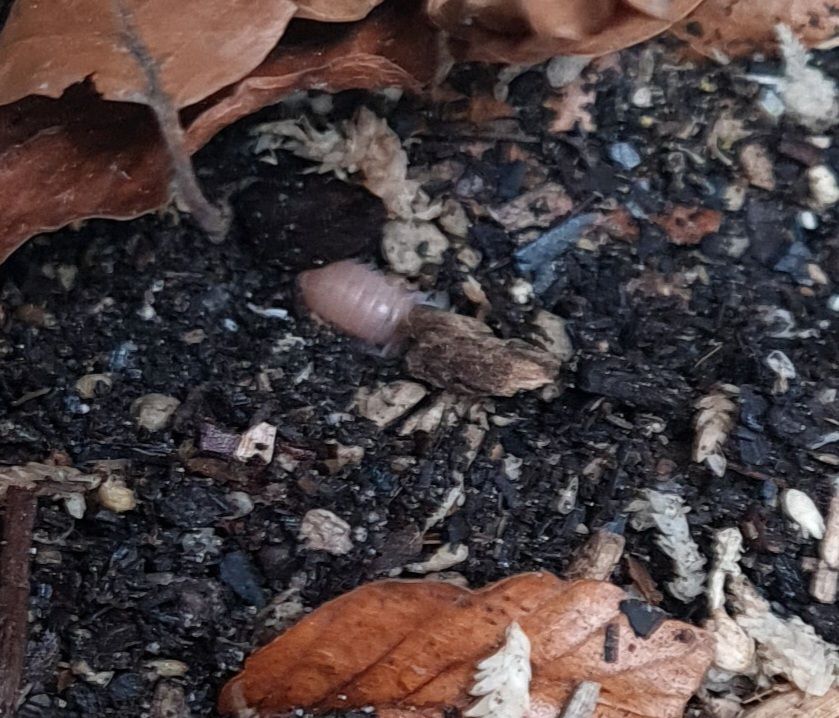 Cubaris sp pink white side