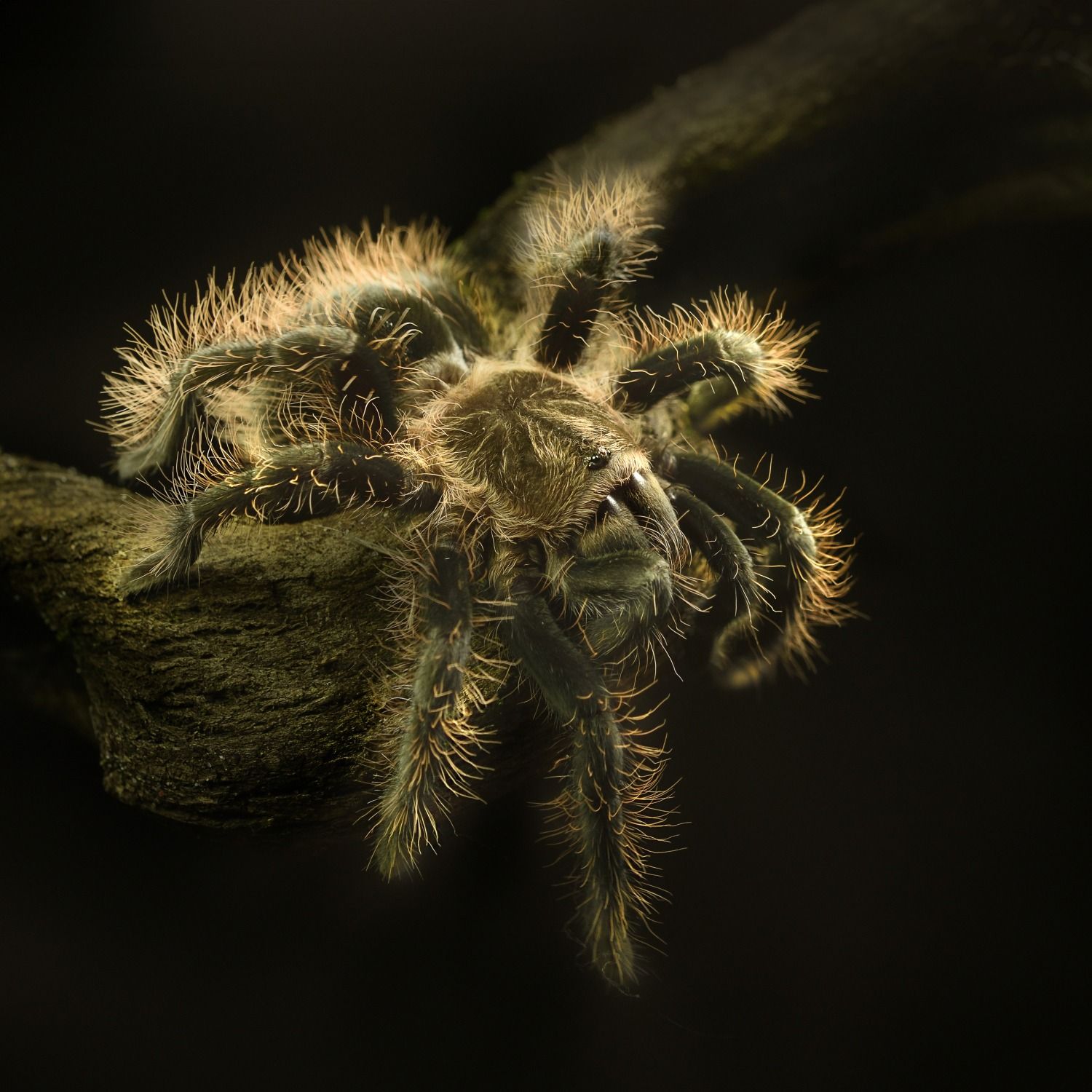 Tliltocatl albopilosus ' Costa Rica'