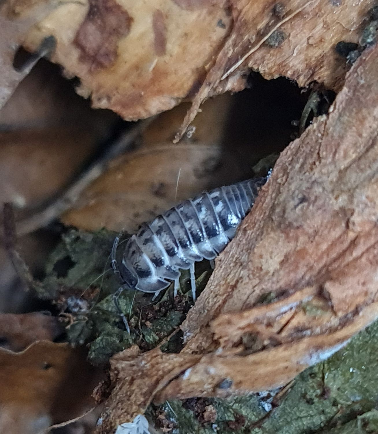 Armadillidium corcyraeum "silver"